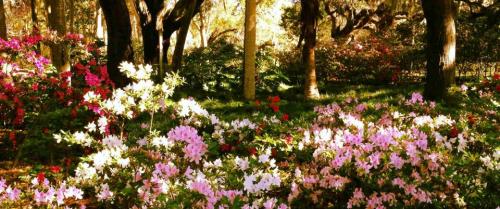 A vibrant garden filled with blooming azaleas in various colors, surrounded by trees and dappled sunlight.