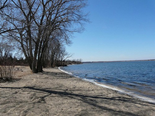 A serene beach scene with bare trees lining the sandy shore and calm water under a clear blue sky.