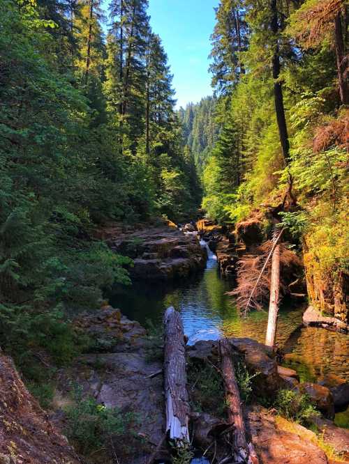 A serene forest scene featuring a calm river flowing through rocky terrain, surrounded by tall trees and lush greenery.