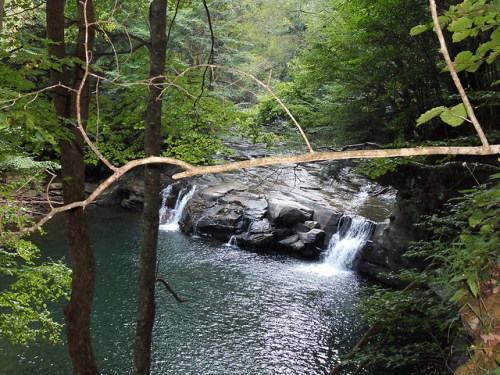 A serene forest scene featuring a small waterfall cascading into a tranquil pool surrounded by lush greenery.