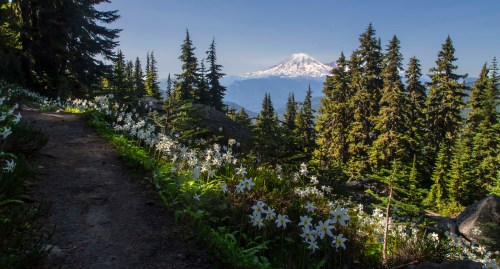 A scenic mountain view with blooming white flowers along a trail, surrounded by evergreen trees and a snow-capped peak.