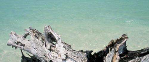 A weathered piece of driftwood on a sandy beach with clear turquoise water in the background.