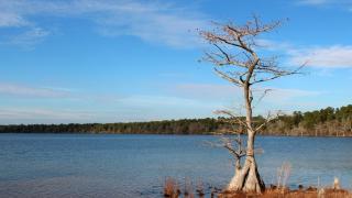 A solitary tree stands by a calm lake under a clear blue sky, surrounded by lush greenery in the background.