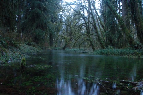 A serene, misty forest scene with a calm, reflective stream surrounded by lush, green trees.
