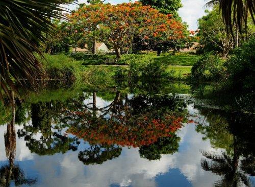 A vibrant tree with orange flowers reflects in a calm pond surrounded by lush greenery and blue skies.