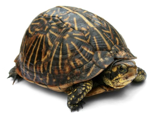 A close-up of a turtle with a patterned shell, sitting on a white background.