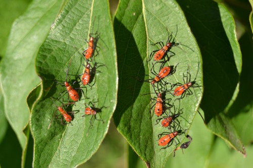 A cluster of red insects on green leaves, showcasing their vibrant color against the foliage.