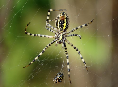 A close-up of a striped spider in its web, with a smaller insect caught below it.