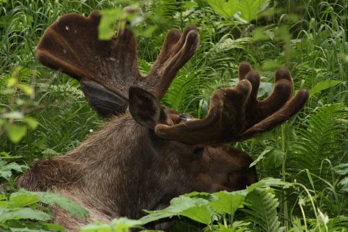 A moose with large antlers resting among lush green ferns in a forested area.