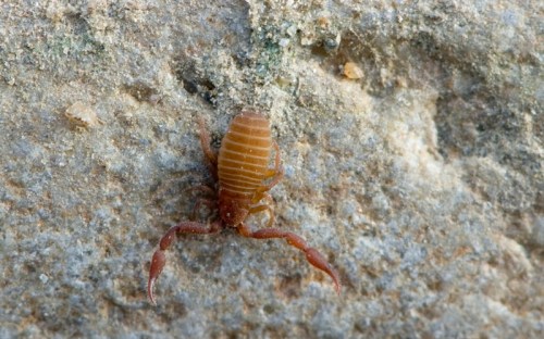 A close-up of a small brown scorpion on a rocky surface, showcasing its segmented body and pincers.