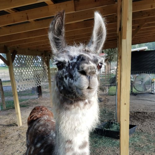 A close-up of a llama with a unique spotted coat, standing under a wooden shelter.