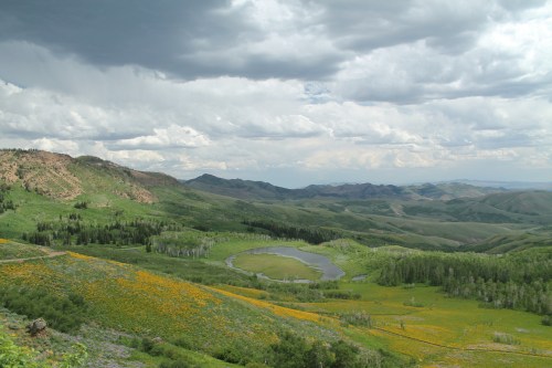 A scenic landscape featuring rolling hills, a winding river, and a mix of green trees and yellow wildflowers under a cloudy sky.