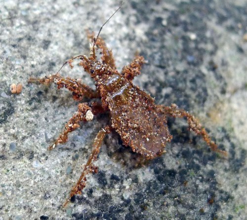 A small, brown insect with a textured body and long antennae, resting on a rocky surface.