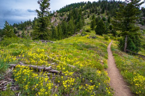 A winding dirt path through a vibrant meadow filled with yellow wildflowers and surrounded by green hills and trees.