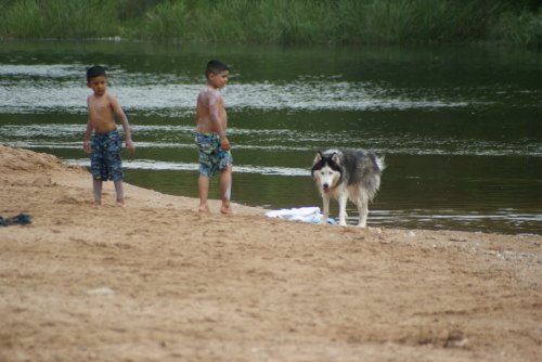 Two boys in swim trunks play by a riverbank while a dog stands nearby on the sandy shore.