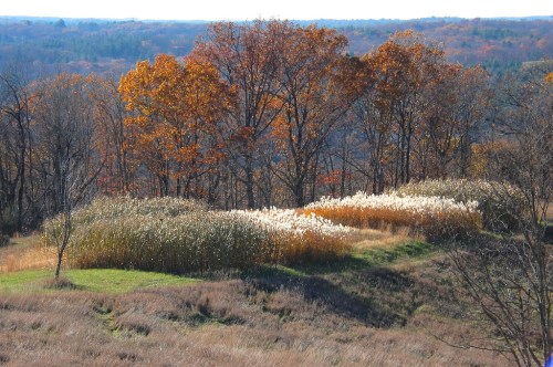 A scenic view of autumn trees and tall grasses on a hillside, with rolling hills in the background.