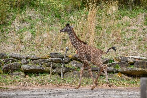 A young giraffe walks gracefully past a rocky area, surrounded by greenery and fallen leaves.