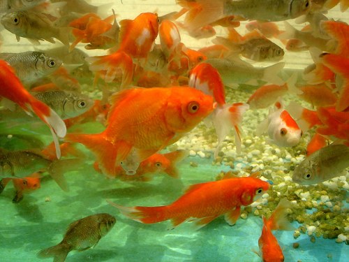 A vibrant underwater scene filled with various goldfish swimming among pebbles and green water.
