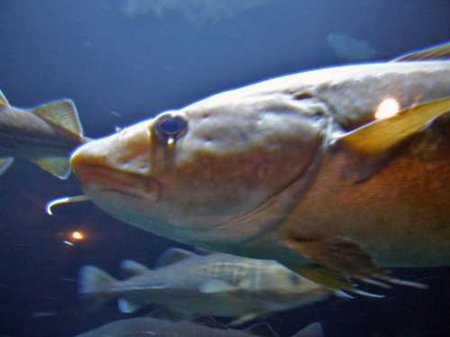 A close-up of a large fish swimming in an aquarium, with a blurred background of other fish.