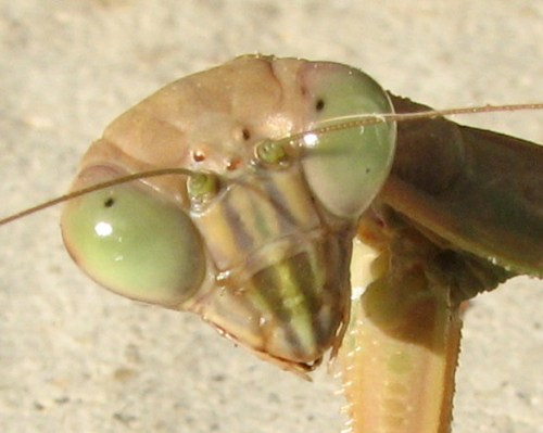 alt