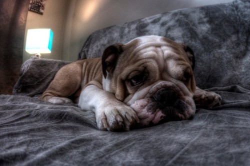 A relaxed bulldog lying on a gray blanket, with a soft lamp glowing in the background.