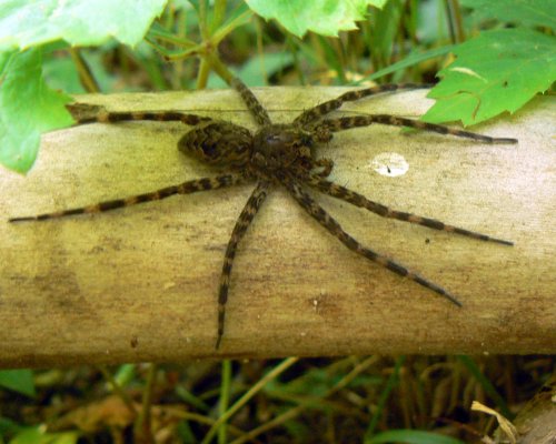 A large spider with long legs resting on a wooden log, surrounded by green foliage.