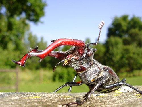 A close-up of a vibrant red and black beetle with long, curved mandibles against a blurred green background.