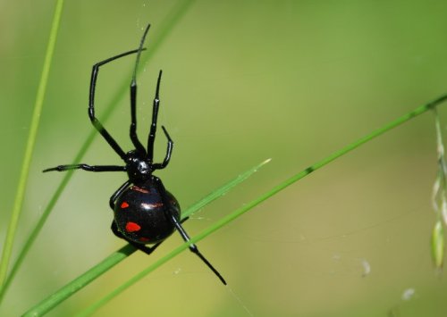 A black spider with a red hourglass shape on its abdomen, perched on a green blade of grass.