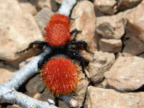 A close-up of a fuzzy, red and black insect on rocky ground, showcasing its vibrant, hairy body.
