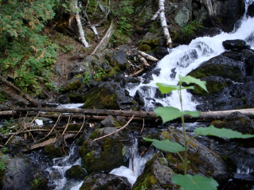 A serene waterfall cascades over rocky terrain, surrounded by lush greenery and fallen branches.