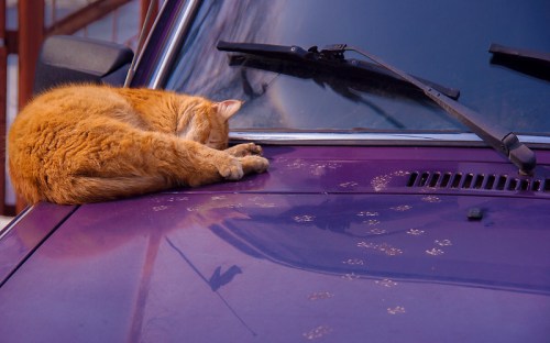 An orange cat sleeps on the hood of a purple car, with paw prints visible on the surface.