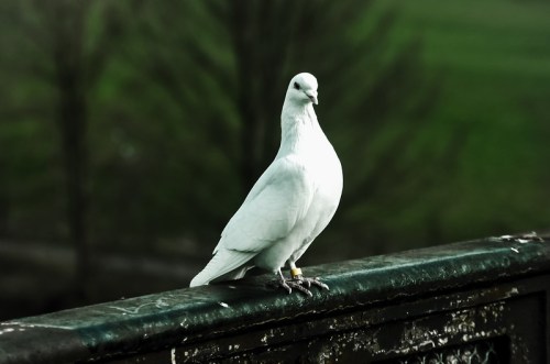 A white dove perched on a railing, with a blurred green background.