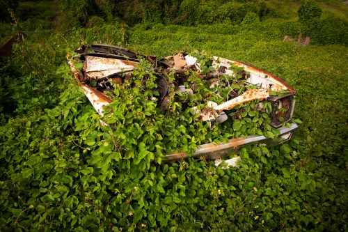 An abandoned, rusted car overgrown with lush green vines in a natural setting.