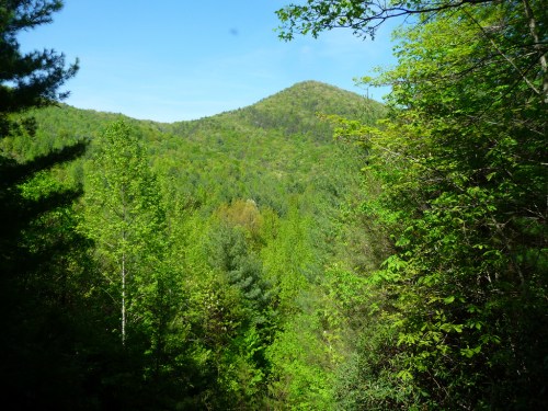 Lush green mountains under a clear blue sky, surrounded by dense trees and vibrant foliage.