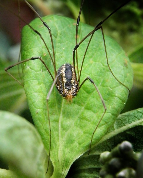 Close-up of a spider on a green leaf, showcasing its long legs and detailed body patterns.