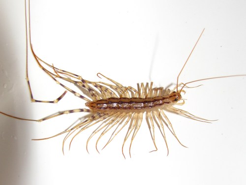 Close-up of a light brown insect with long antennae and legs, likely a silverfish, on a white background.
