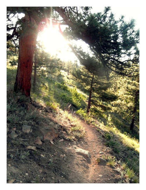 A sunlit forest path winding through tall trees and lush greenery, with sunlight filtering through the branches.