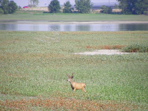 A deer stands in a grassy area near a calm river, surrounded by greenery and distant trees.