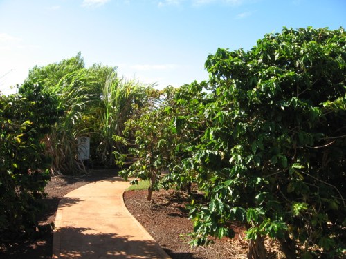 A winding path through lush greenery and coffee plants under a clear blue sky.