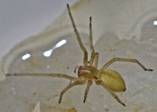 Close-up of a small yellow spider on a light surface, showcasing its long legs and distinct body shape.