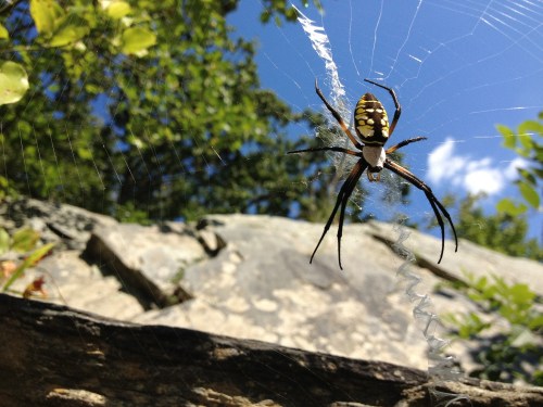 A spider with a yellow and black pattern sits in its web against a backdrop of blue sky and green foliage.