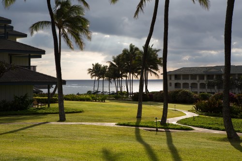 A serene landscape featuring palm trees, a grassy area, and a view of the ocean under a cloudy sky.