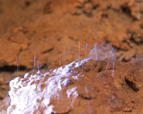Close-up of rocky surface with fine, hair-like structures and a small tuft of fibers, illuminated by soft light.