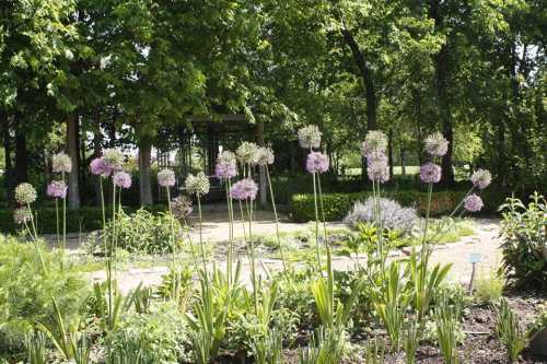 A vibrant garden scene featuring tall, purple flowers surrounded by lush greenery and pathways.