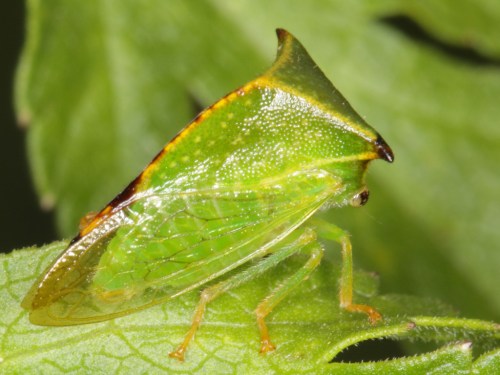 Close-up of a green insect with a distinctive triangular head, perched on a green leaf.