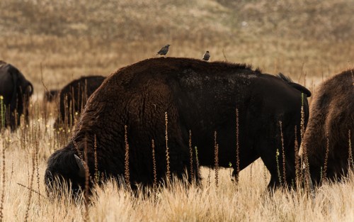 A bison grazes in a field, with two small birds perched on its back among tall grass.