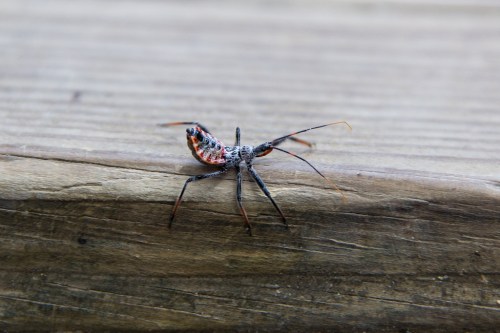 A close-up of a colorful insect with long legs, resting on a wooden surface.