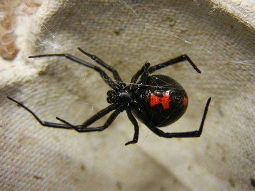 A close-up of a black widow spider, featuring a glossy black body and a distinctive red hourglass marking on its abdomen.