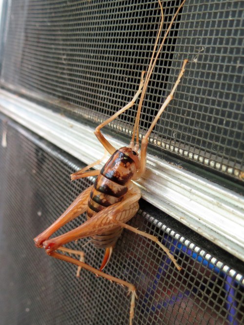 A close-up of a cricket resting on a mesh screen, showcasing its detailed body and long antennae.