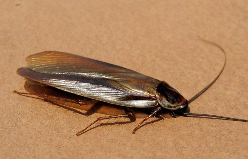 A close-up of a brown cockroach resting on a flat surface, showcasing its shiny wings and long antennae.